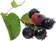 Saskatoon Berries