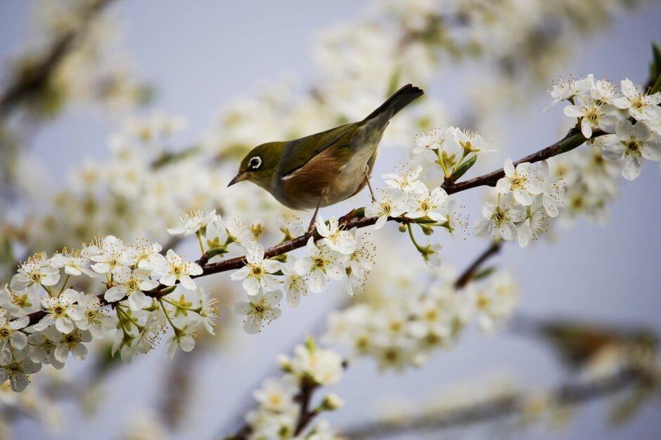 bird