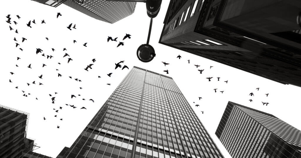 Bird Control That Works Avian Control Liquid Bird Repellents