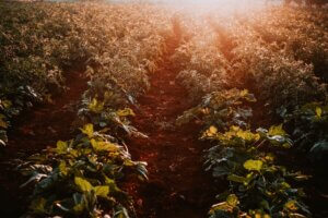 vegetable garden illuminated by sun