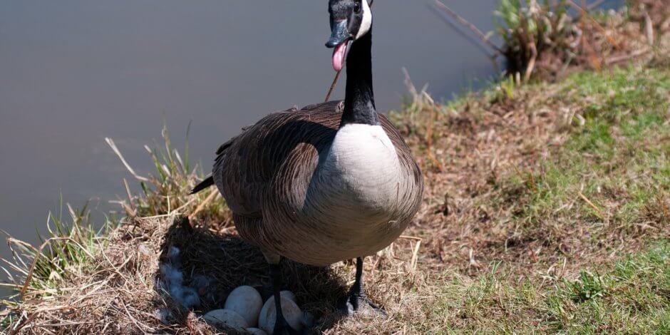 canada-goose