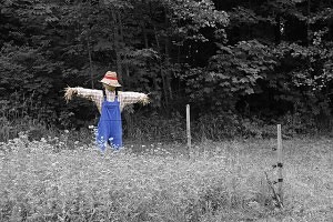 scarecrow as a bird repellent