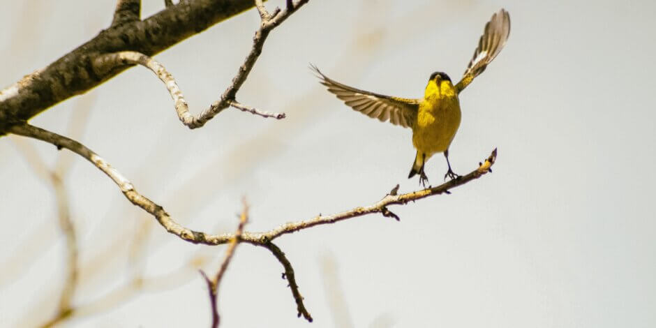 yellow bird in tree