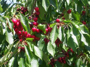 bunches of cherries in a tree 