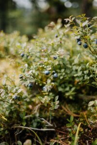 blueberry Bush