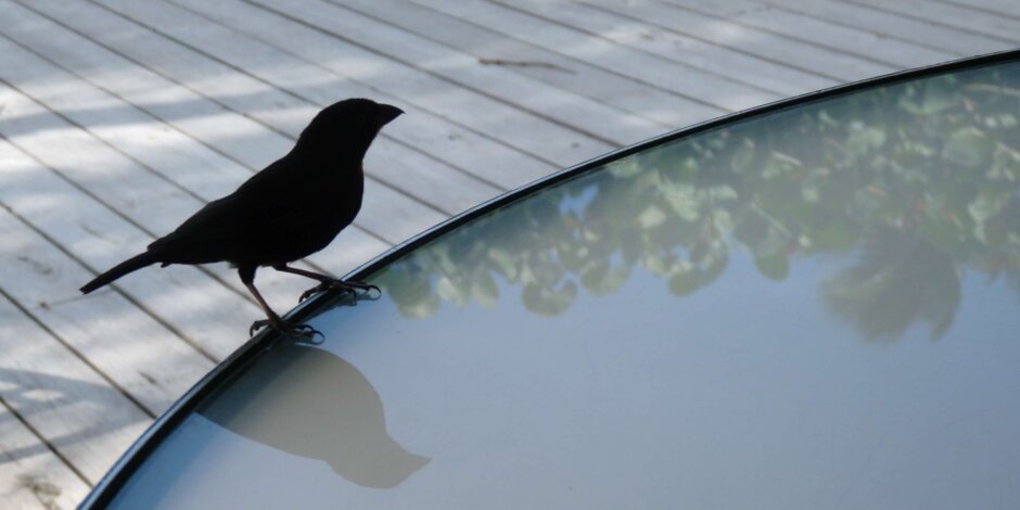 How to keep birds away from pool