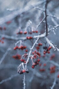 fruit covered in snow