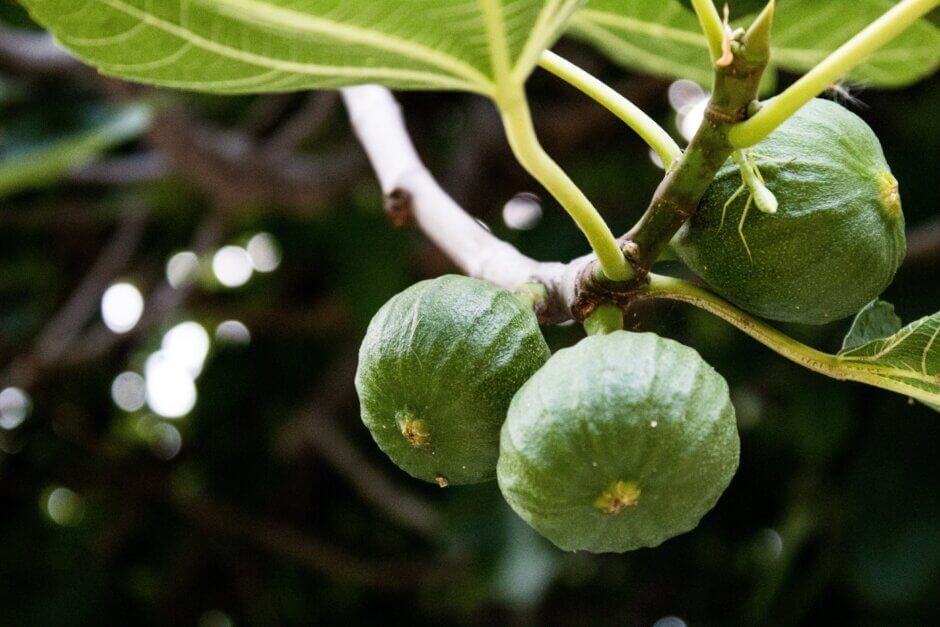 fig tree plant