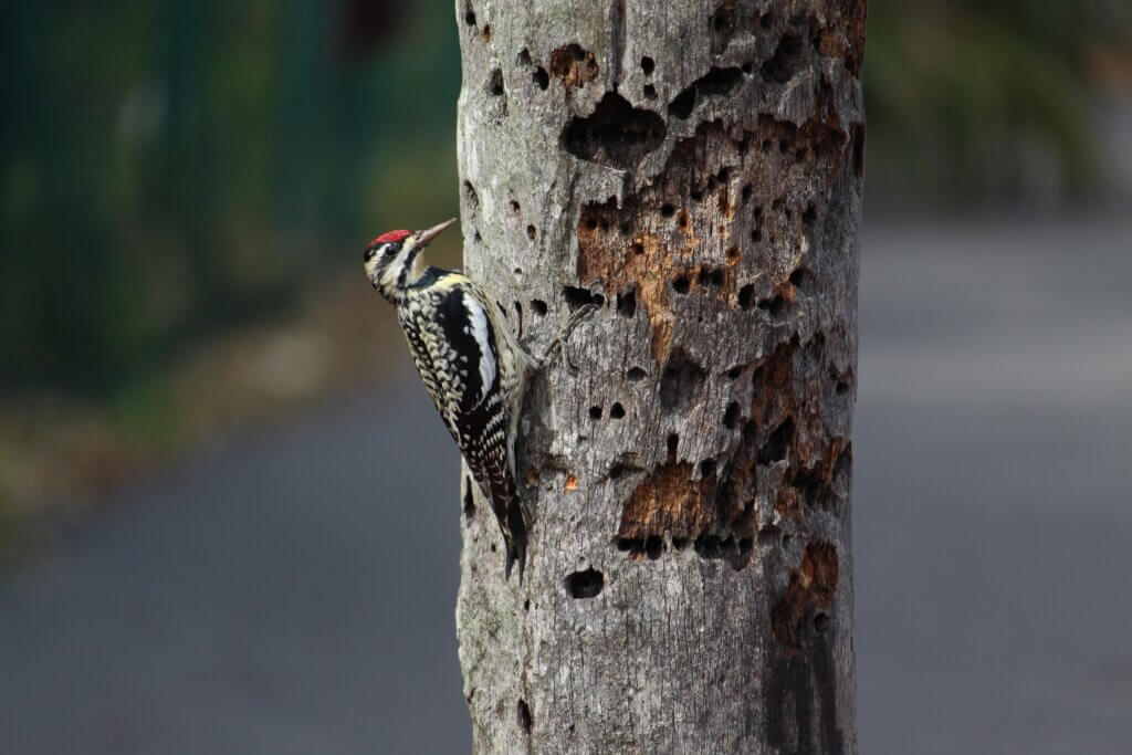 woodpecker pecking holes in tree