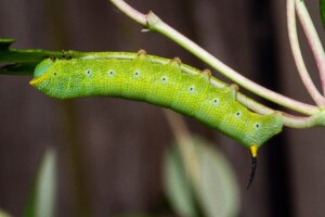horned caterpillar