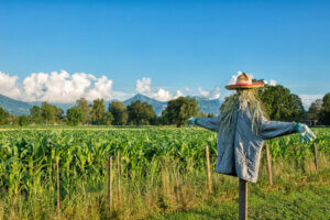 scarecrow in corn field