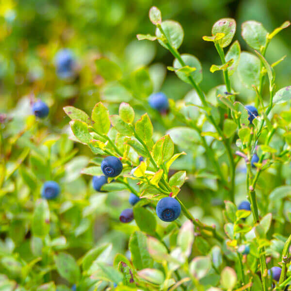 blueberry bush with fruit