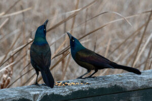 grackles on a wooden fence